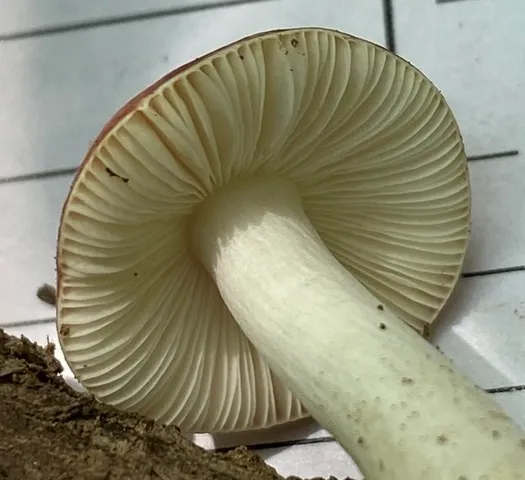 undefined (Russula sp-IN1)