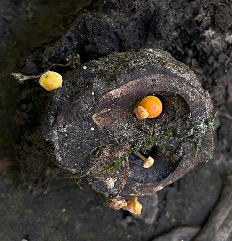 Walnut Mycena (Mycena crocea)