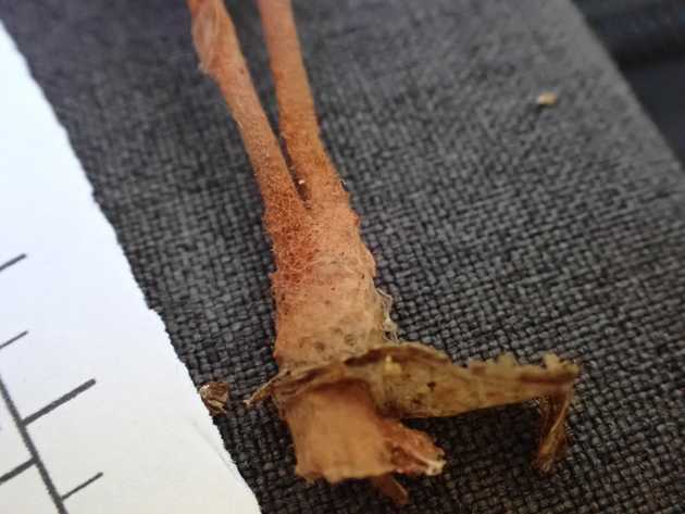 Stem