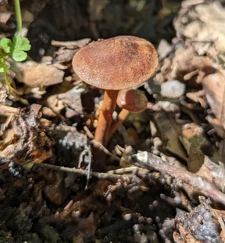 Orange Faint Foot Mushroom (Heimiomyces tenuipes)