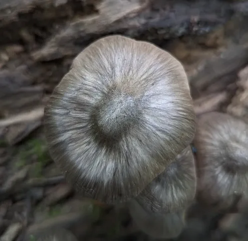 undefined (Pluteus septocystidiatus)