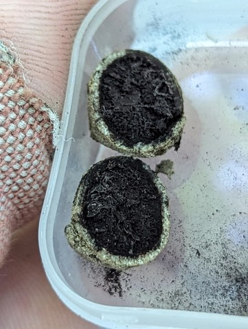 undefined (Elaphomyces sp.)