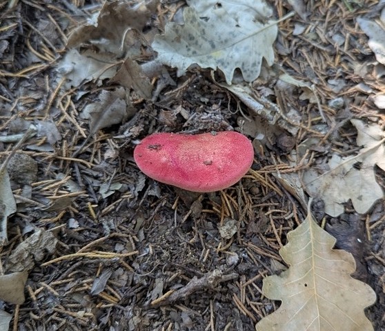 Beefsteak Fungus (Fistulina americana)
