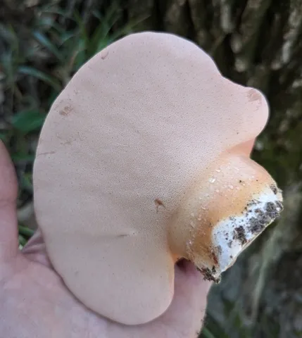 Beefsteak Fungus (Fistulina americana)