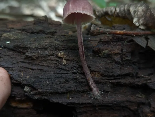 Bleeding Fairy Helmet (Mycena sp. 'haematopus-IN01')