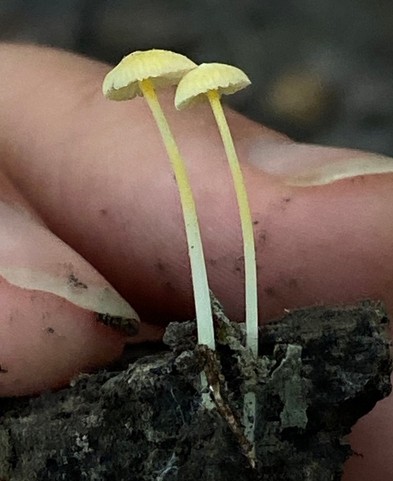Walnut Mycena (Mycena crocea)