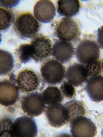 undefined (Elaphomyces sp.)