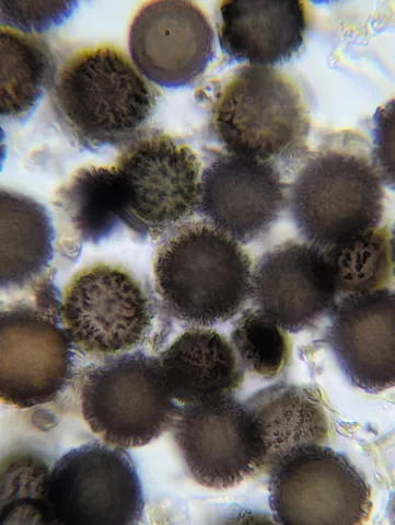 undefined (Elaphomyces spp.)