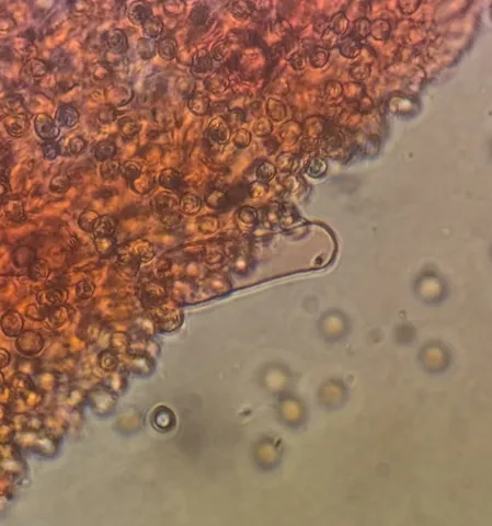 undefined (Pluteus septocystidiatus)