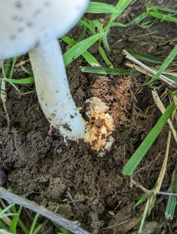 Murrill's Slender Caesar (Amanita murrilliana)