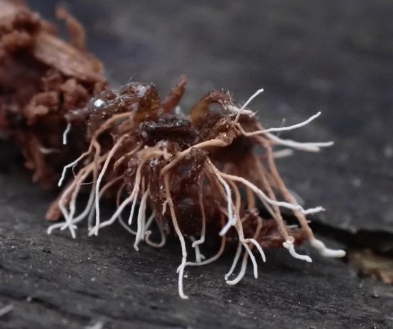 Spider Akanthomyces (Akanthomyces aranearum)