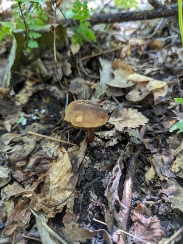 Dirty Bolete (Cyanoboletus cyaneitinctus)