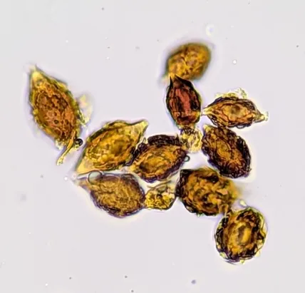 undefined (Hymenogaster spp.)