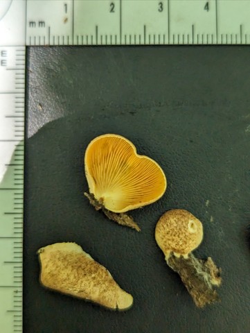 Saffron Oysterling (Crepidotus crocophyllus)
