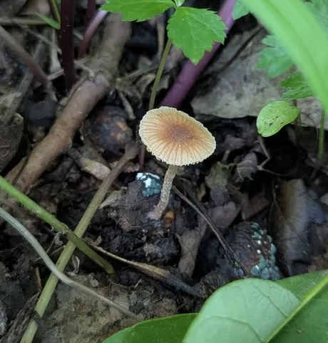 undefined (Tubaria sp. 'MX01')