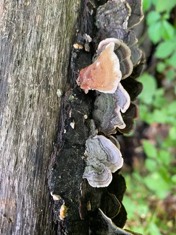 Fasciating Stereum (Stereum fasciatum)