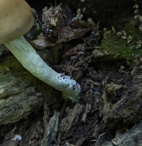 undefined (Agrocybe acericola)