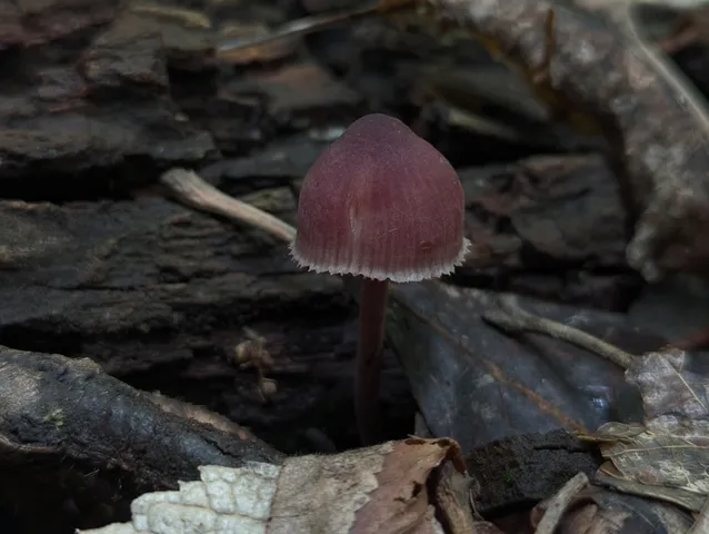 Bleeding Fairy Helmet (Mycena sp. 'haematopus-IN01')