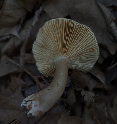 Common Milkcaps (Lactarius sp.)