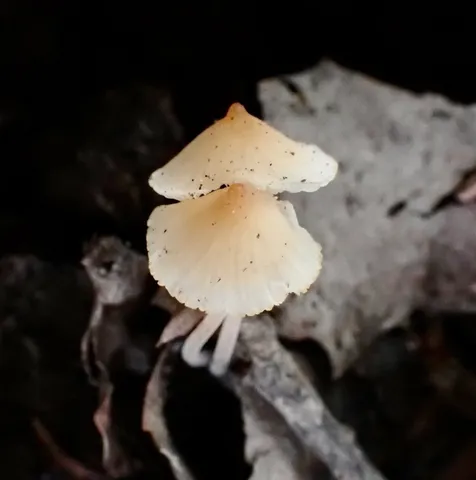 (Atheniella leptophylla)