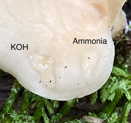 Bay Polypore (Picipes badius)