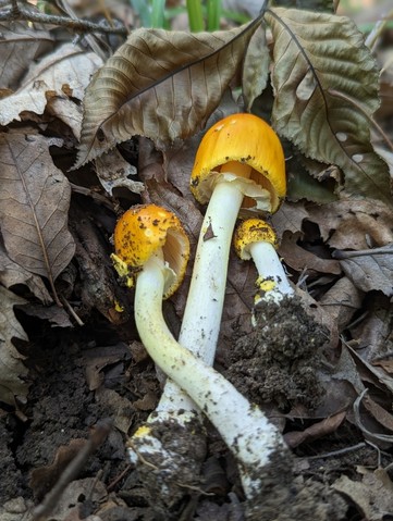 Yellow Patches (Amanita flavoconia-03)