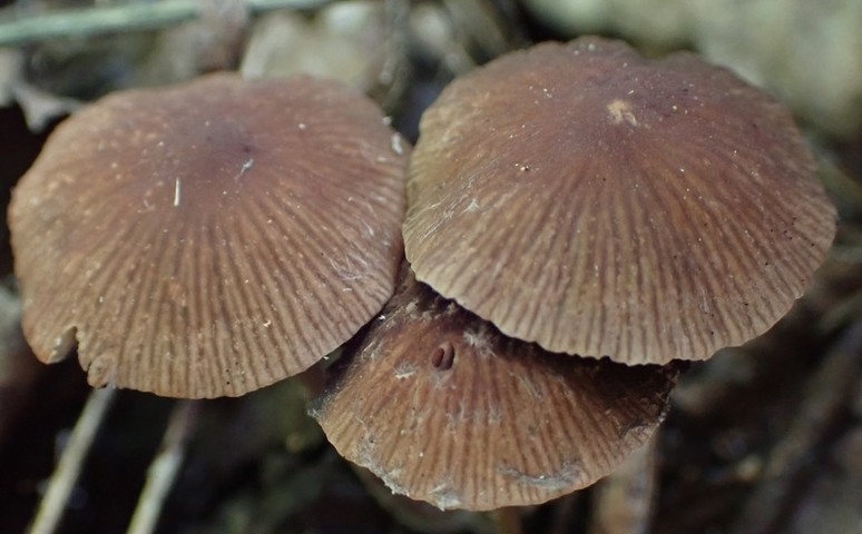 Wooly Brittlestem (Psathyrella vinosofulva)