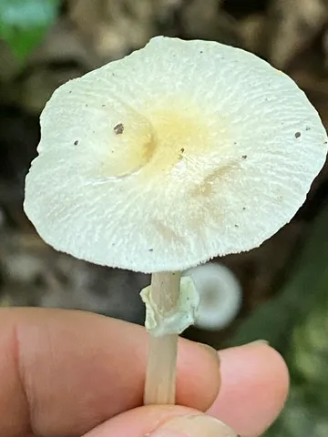 Wrinkled Fieldcap (Agrocybe rivulosa)
