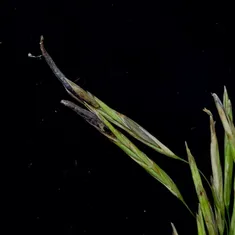 Ergots