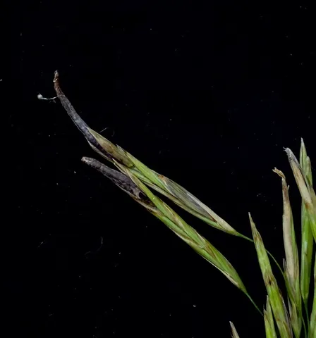 Claviceps sp.