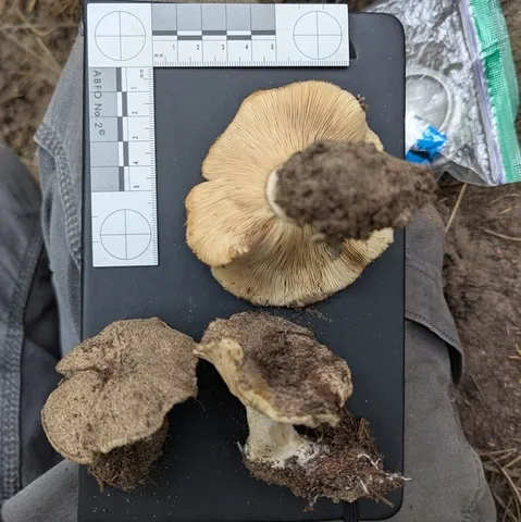 undefined (Tricholosporum sp. 1)