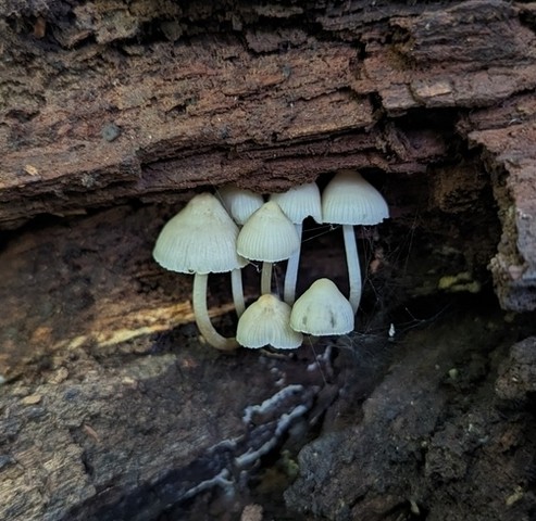 Clustered Bonnet (Mycena inclinata-IN01)