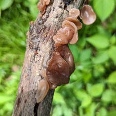 American Tree Ear