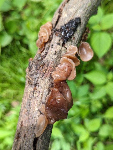 American Tree Ear (Auricularia americana)