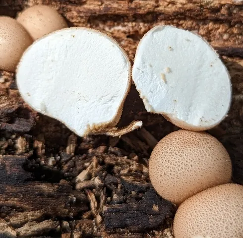 Pear-shaped Puffball (Apioperdon pyriforme)