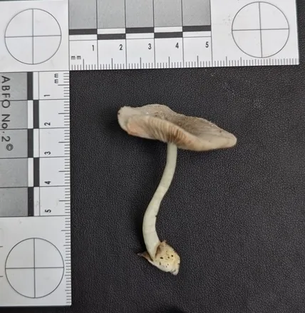 Rosegill (Volvariella sp-IN03)