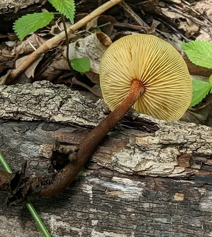 Orange Faint Foot Mushroom (Heimiomyces tenuipes)
