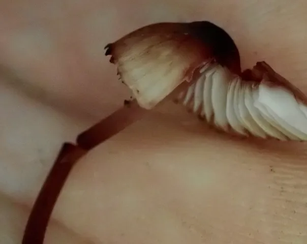 Bleeding Fairy Helmet (Mycena sp. 'haematopus-IN01')