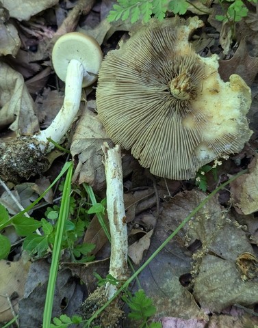 undefined (Agrocybe acericola)