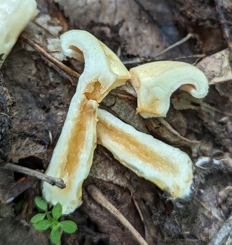 Yazoo Lactarius (Lactarius yazooensis-IN01)