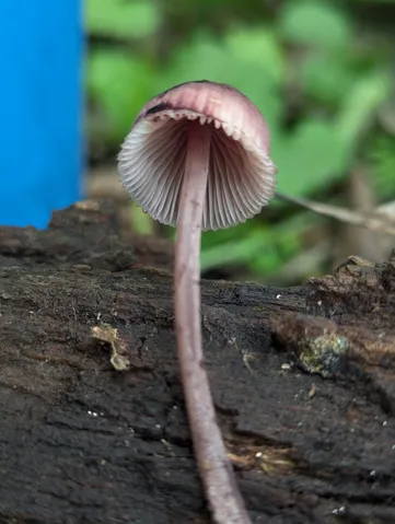 Bleeding Fairy Helmet (Mycena sp. 'haematopus-IN01')