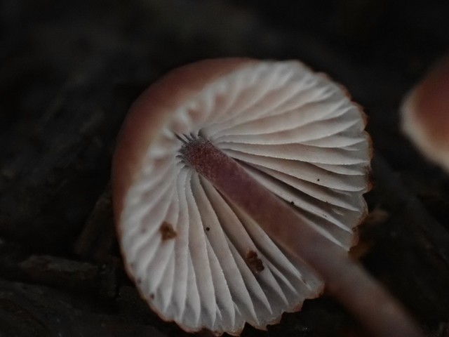 Bleeding Fairy Helmet (Mycena haematopus)