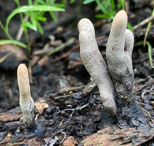 undefined (Xylaria sp-IN02)