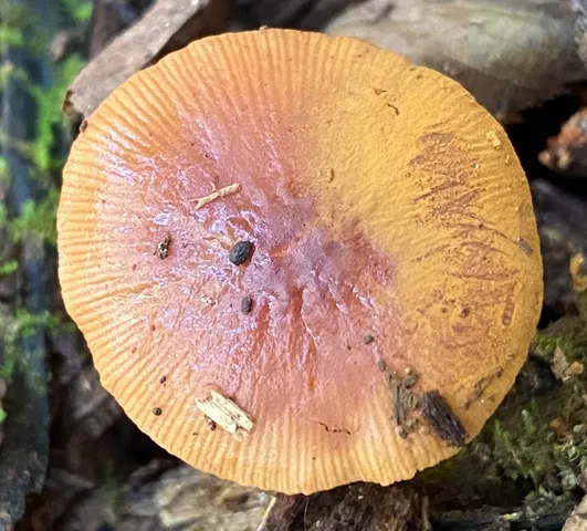 Viscid Bolbitius (Bolbitius viscosus)