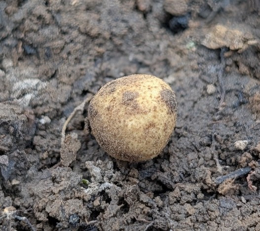 undefined (Elaphomyces sp.)