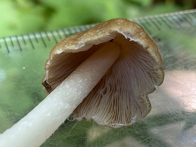 Pale Brittlestem (Candolleomyces candolleanus)