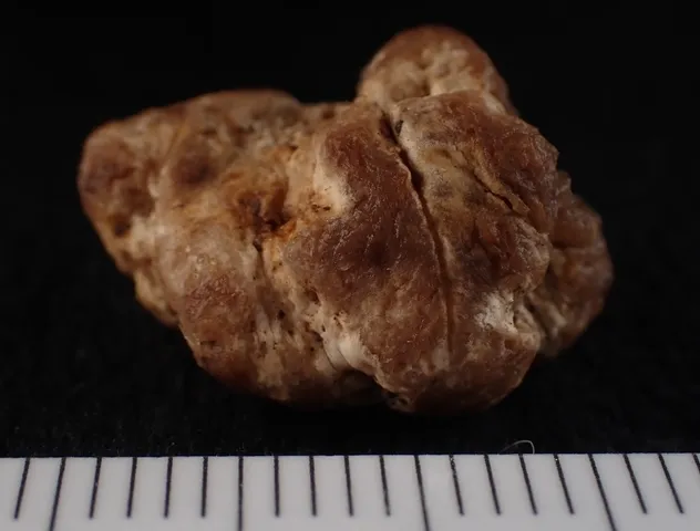 undefined (Hymenogaster spp.)