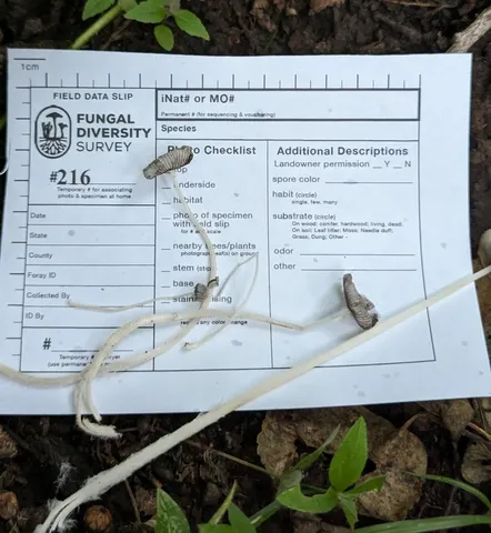 undefined (Coprinopsis pseudonivea)