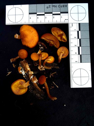 Rustgills And Gyms (Gymnopilus spp.)