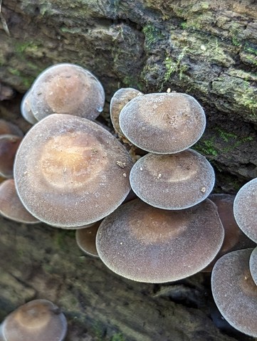 Scaber Stem Agrocybe (Agrocybe firma)